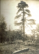Dans la forêt de cèdres