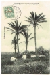 Groupe de Palmiers au Cimetière de Sidi-Bélioud