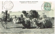 Groupe de Chameaux