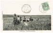 Moissonneurs marocains