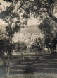 Vue entre les arbres d'une de ses colines avec au centre la grande mosquée de Moulay Idriss