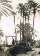 Palmeraie de Rissani
