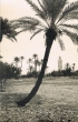 La Koutoubia