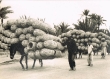 Marchands de paniers pour dattes