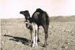 Désert du Taouz; Chamelle et son petit