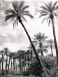 Palmeraie dans la vallée du Drâ, aux environs de Zagora