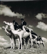 Méharistes maures dans l'extrème sud marocain