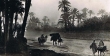 Dans la palmeraie