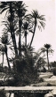 La palmeraie