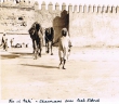 Fès el Bali : Chameaux sous Bab Ftouh