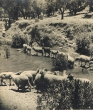Troupeau de moutons près de Moulay Idriss