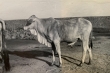 Zébu à la ferme Mannesmann