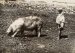 Cochon à la ferme Mannesmann